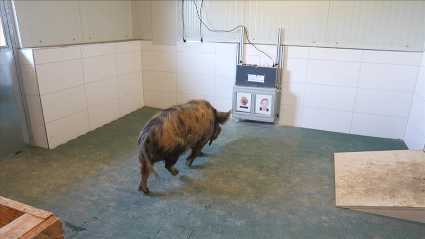 Marianne Wondrak trainiert Schweine
