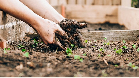 © Foto: Unsplash Zwei Hände graben in einem Beet, das mit Erde und kleinen Pflanzen befüllt ist
