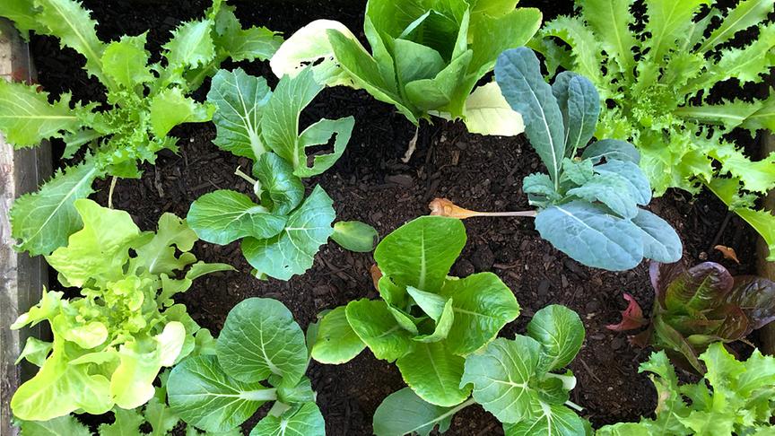 © Colourbox Mischung von Asiasalaten im Beet (Pak Choi, Blattsenf) und Blattsalat als Babyleaf