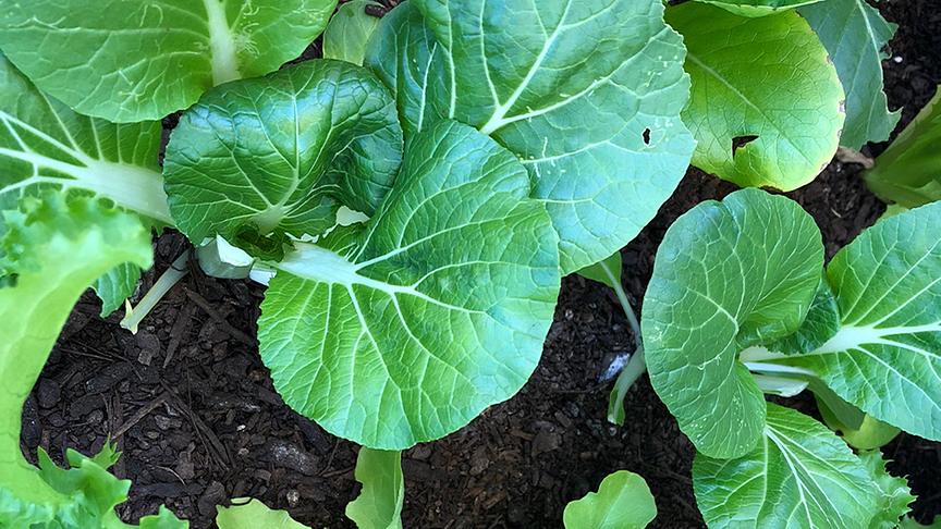 © Colourbox Pak Choi (chinesischer Senfkohl) gilt ebenfalls gilt als Gemüse für die kühleren Jahreszeiten. Die jungen Blätter können bereits nach wenigen Wochen laufend abgeschnitten werden.