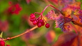 Vogelbeere mit verfärbtem Blatt