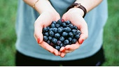 Eine Person mit lakierten, roten Fingernägeln hält Heidelbeeren.