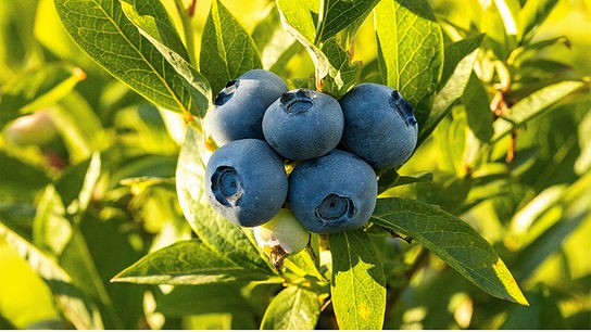 Blaue, reife Heidelbeeren am Strauch