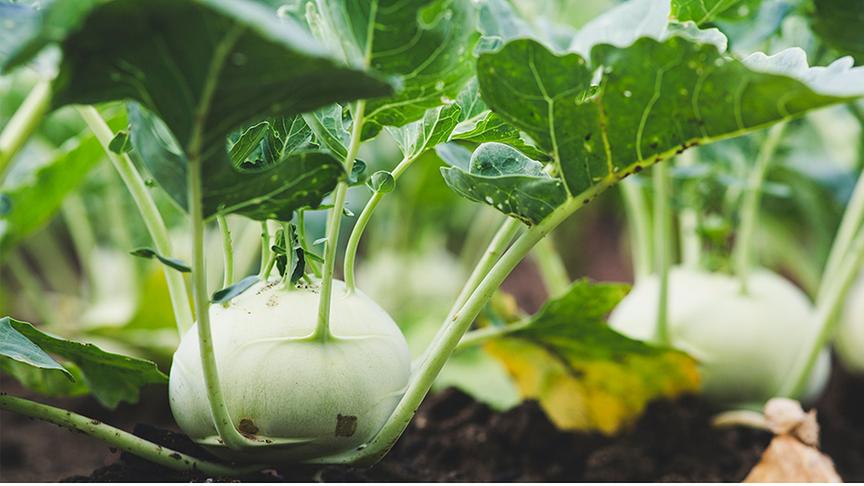 © Foto: Unsplash Mehrere Kohlrabi wachsen nebeneinander in der Erde