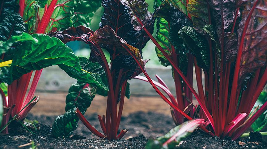 © Foto: Unsplash Rotstieliger Mangold angebaut in einem Beet