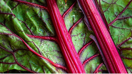 © Foto: Unsplash Nahaufnahme eines Mangold-Blattes mit rotem Stiel