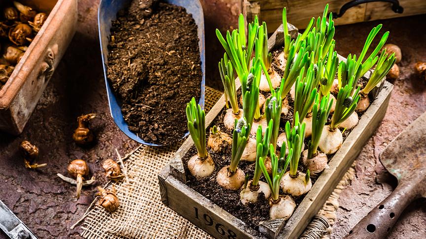 Blumenzwiebeln in frischer Erde