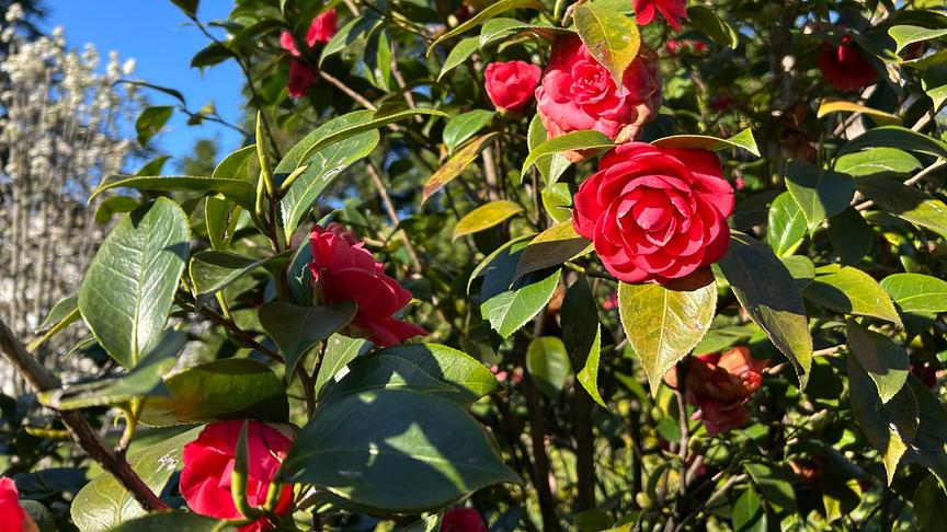 Im Bild: Giardini di Villa Melzi d’Eril.