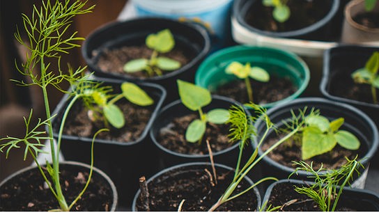 © Foto: Unsplash Verschiedene Jungpflanzen in Plastiktöpfen, darunter Dillepflänzchen im Vordergrund.