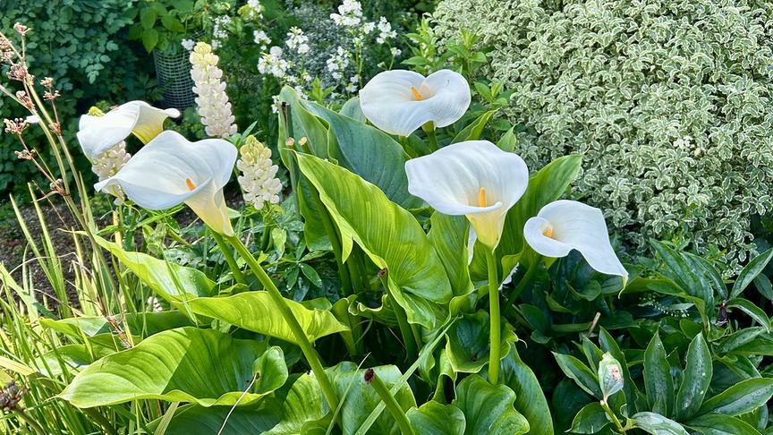 © Foto: ORF/Ralph Huber-Blechinger Dower House mit dem berühmten weißen Garten.