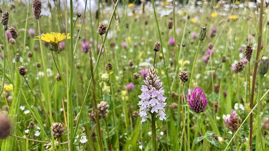 © Foto: ORF/Ralph Huber-Blechinger Karl Ploberger besucht Hunting Brook Gardens in Irland.
