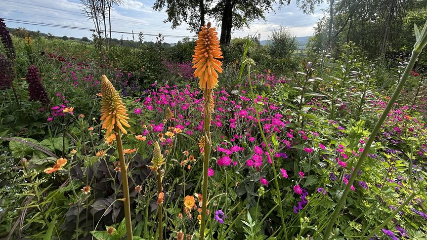 © Foto: ORF/Ralph Huber-Blechinger Karl Ploberger besucht Hunting Brook Gardens in Irland.