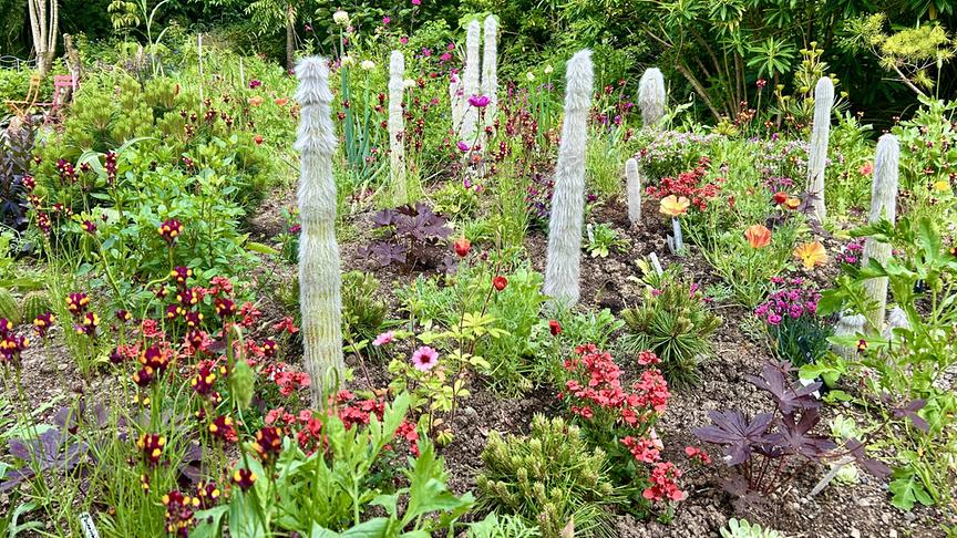 © Foto: ORF/Ralph Huber-Blechinger Karl Ploberger besucht Hunting Brook Gardens in Irland.