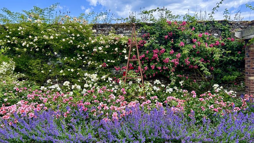 © Foto: ORF/Ralph Huber-Blechinger Hinter den Mauern von Russborough House versteckt sich ein verwunschener Garten.