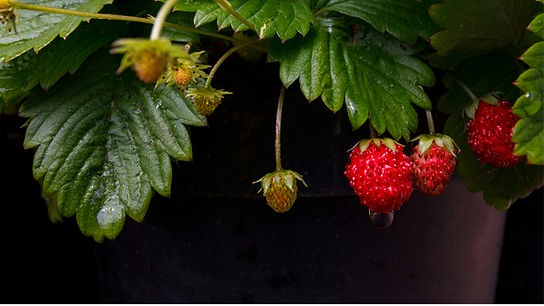 Kleine Erdbeeren hängen von ihrer Pflanze herab.