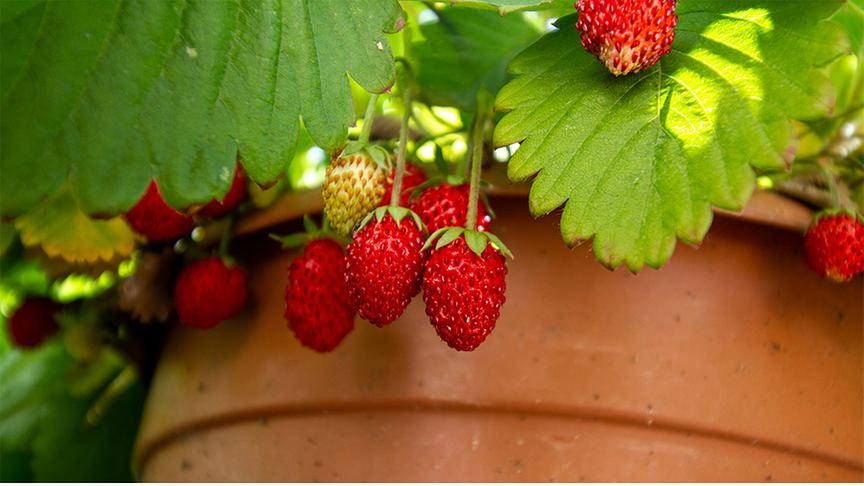 Kleine Erdbeeren hängen von ihrer Pflanze an der Seite des Topfes herunter.