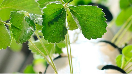 Mehrere Erdbeerpflänzchen, die in regelmäßigen Abständen vertikal aus den Öffnung eines vertikalen Pflanzturmes wachsen.