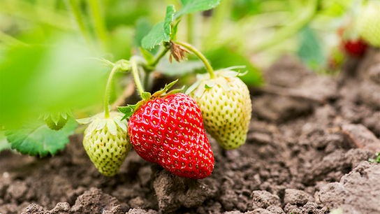 © Foto: Colourbox Erdbeeren im Beet