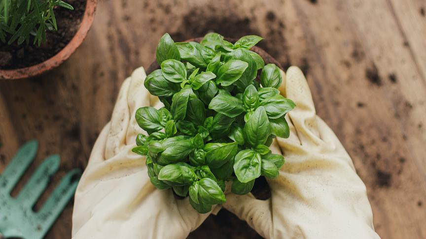 Eine Person pflanzt mit beiden Händen eine Basilikumpfanze ein.
