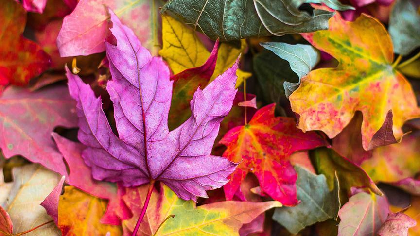 Herbstliche Blätter