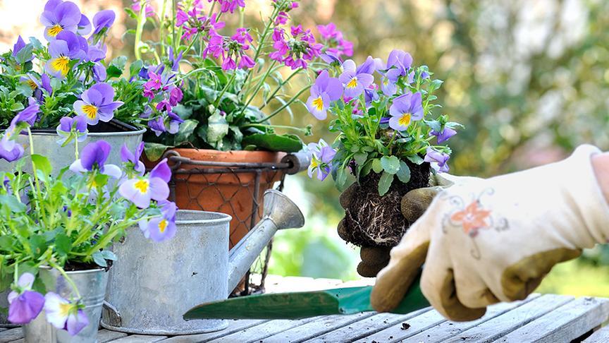 © Colourbox Gummistiefel und Gartenwerkzeug
