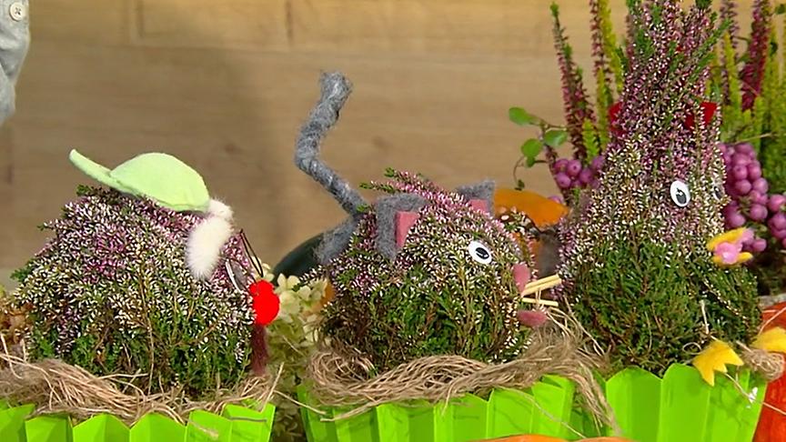 © ORF Erikapflanzen können zusammengebunden als Dekorationsobjekte gestaltet werden.