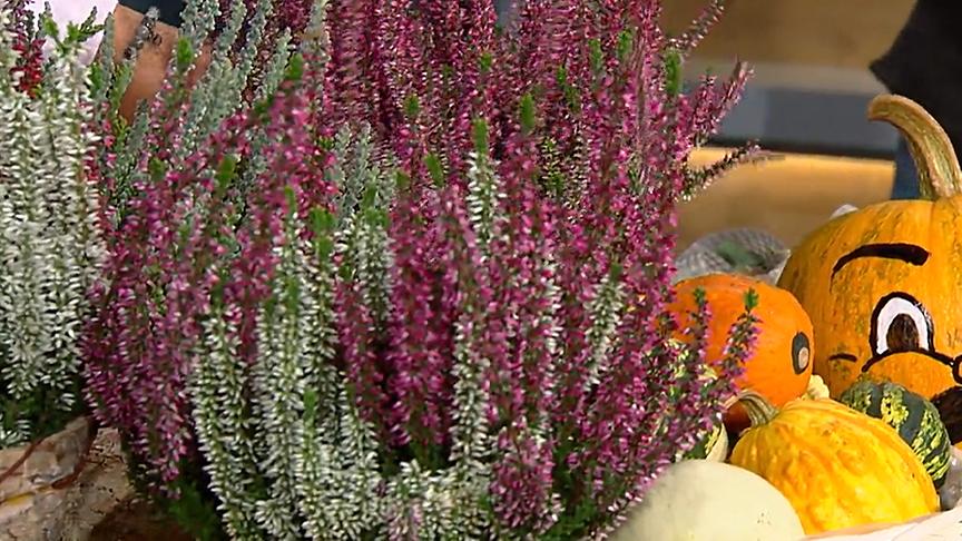 © ORF Mit ihren leuchtenden Farben ziehen die Erika im Herbst alle Blicke auf sich.