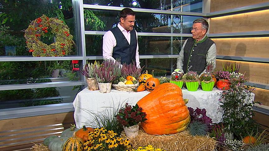 © ORF Reinhard Kittenberger und Sigi Fink sprechen über herbstliche Gartengestaltung.