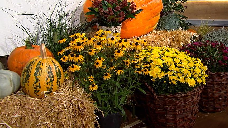 © ORF Dekorierte Ecke mit Strohballen, Kürbissen, gelbem Sonnenhit, Gräsern und einem Topf mit Skimmien.