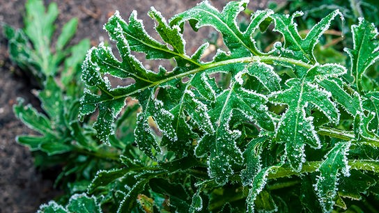 © Colourbox Mit Frost überzogenes Gemüse (hier: Rucola) sollte nicht berührt werden. Ernten Sie erst, wenn die Pflanze wieder aufgetaut ist.
