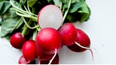 Radieschenbund auf weißem Untergrund, ein Radieschen ist aufgeschnitten