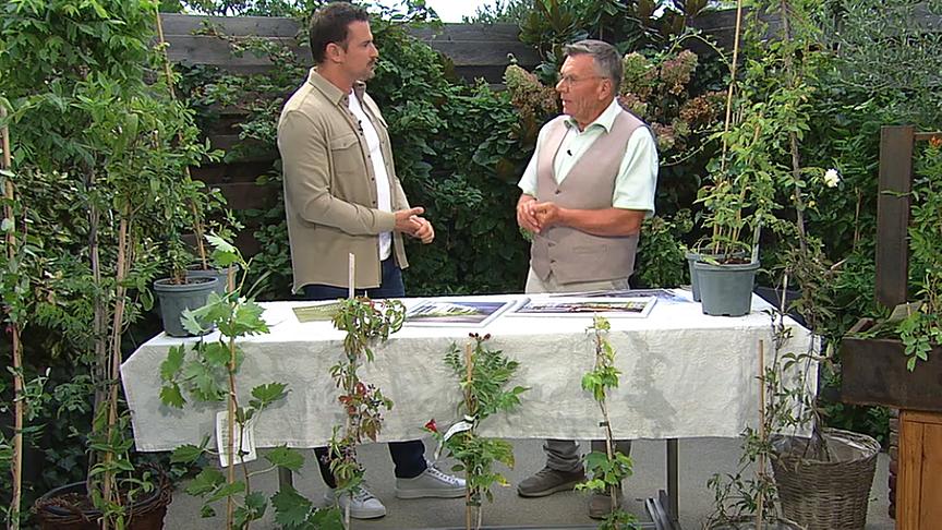 © ORF Gärtnermeister Reinhard Kittenberger stellt hitzefeste Schlingpflanzen vor.