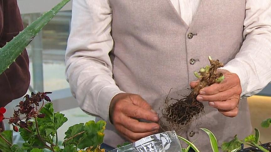 Reinhard Kittenberger schneidet Pelargonien vor dem Einwintern stark zurück.