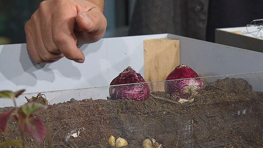 Blumenzwiebeln in einer Box mit Erde.