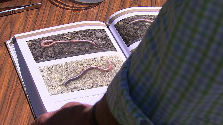 Biologe Fritz Seewald blättert in einem Fachbuch über Regenwürmer.