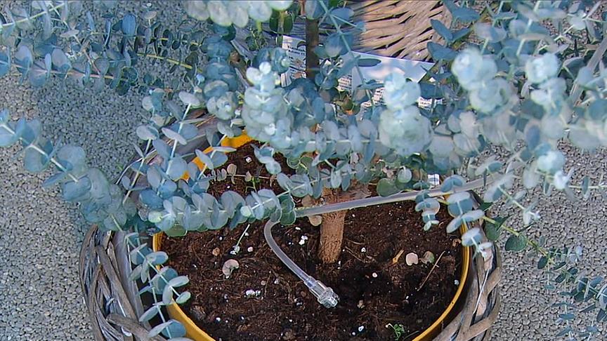 Mit einer Infusionsnadel in einer Wasserflasche lässt sich ganz einfach ein Tropfsystem selbst herstellen.