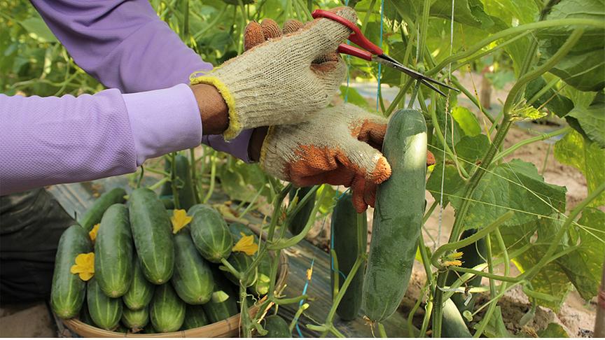 Eine Person schneidet vorsichtig eine Gurke vom Strauch, im Hintergrund ein Korb voll mit Gurken und Gurkenblüten.
