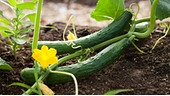 Zwei Gurken wachsen an ihrem Strauch, im Vordergrund eine gelbe Blüte.