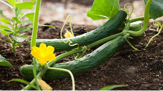 © Foto: Unsplash Zwei Gurken wachsen an ihrem Strauch, im Vordergrund eine gelbe Blüte.