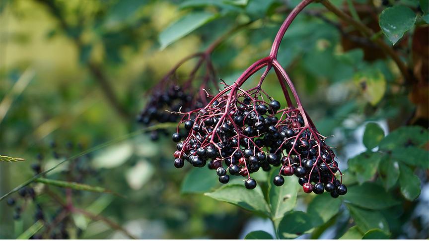 Dunkle Holunderbeeren von einem Strauch herabhängend.