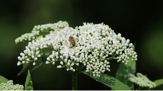 Weiße Holunderblüte auf der eine Biene sitzt.