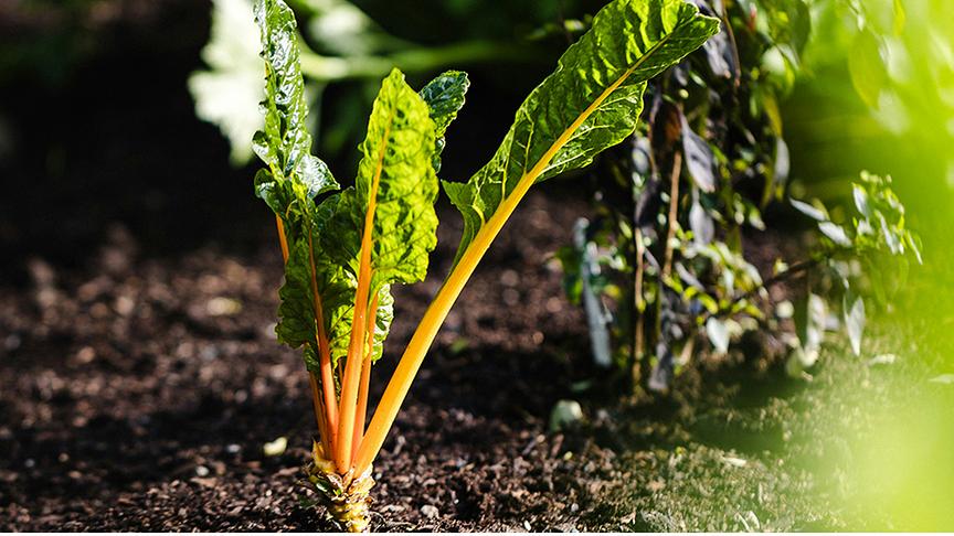 © Foto: Unsplash Eine junge Mangoldpflanze mit orangen Stielen