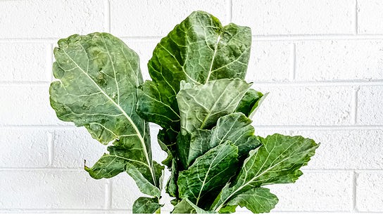 © Unsplash Kohlrabiblätter