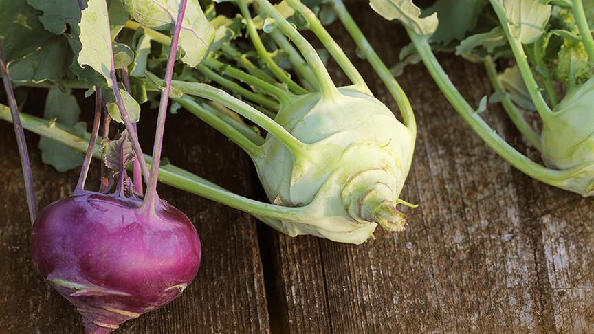 Verschiedene Kohlrabisorten