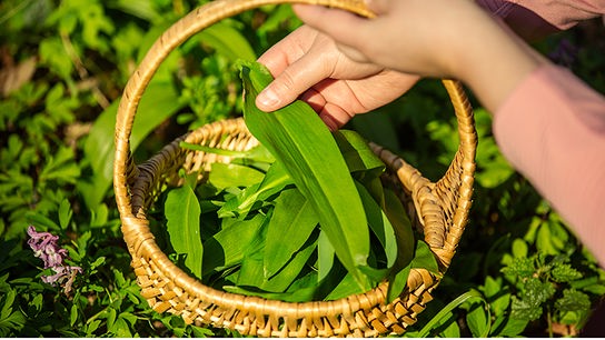 Ein Korb voll mit Bärlauch, gehalten von einer Person, die gerade ein weiteres Bärlauchblatt hinzugibt