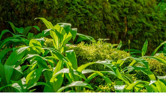 Mehrere Bärlauchpflanzen wachsen nebeneinander auf Moos