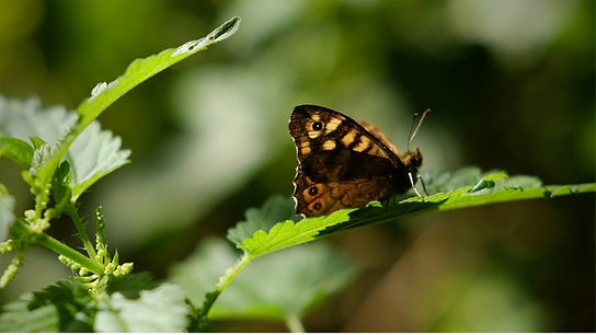 Schmetterling auf einem Brennnesselblatt