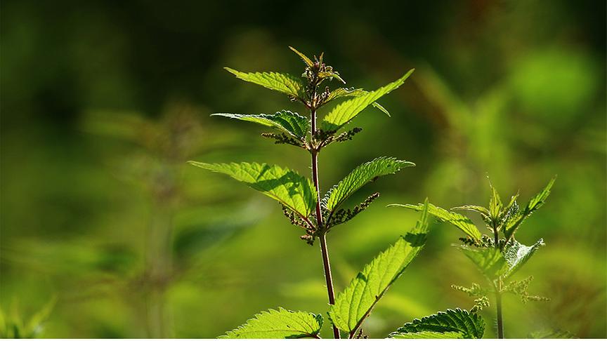 Brennnessel mit Rispen-Blüte unterhalb der oberen Blattpaare