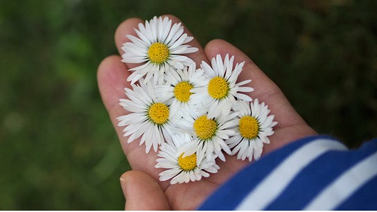 Die Blüten eines Gänseblümchens in einer Hand