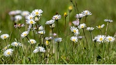 Gänseblümchen in einer niedrigen Wiese strecken von der Seite fotografiert